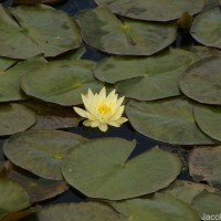 Nymphaea mexicana Zucc.